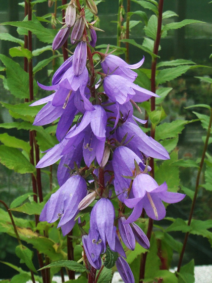 Creeping Bellflower